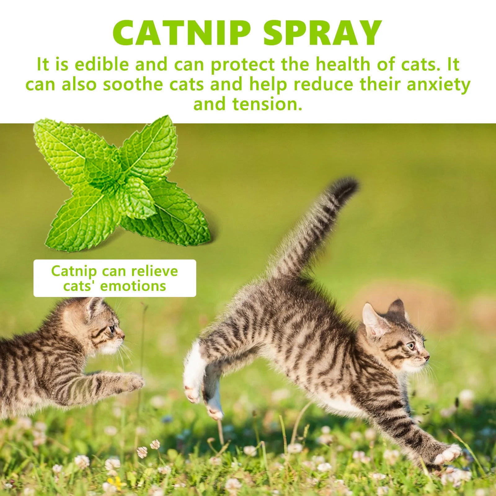Spray de Hierba Gatera para Gatos 100 ml – Calmante Natural, Entrenamiento y Diversión con Menta